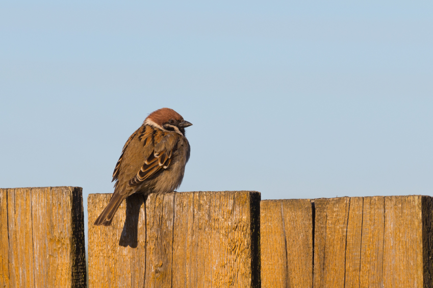 Are you losing money by sitting on the fence?